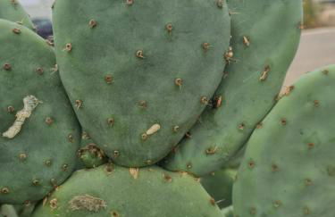 Villa atypique bord de plage méditerranée label architecture contemporaine remarquable - Foto 35