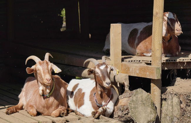 3-bed Cottage - Sleeps 5, Riverside, Hot Tub, Pets - Foto 45