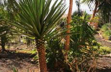 Villa Gozo Holiday house - Photo 4