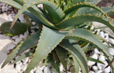 Las Casitas Masdache - Foto 47