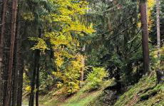 Gîte Le Clos des Vosges - Foto 31