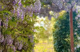 Is Cheas wine farm boutique hotel - Foto 33