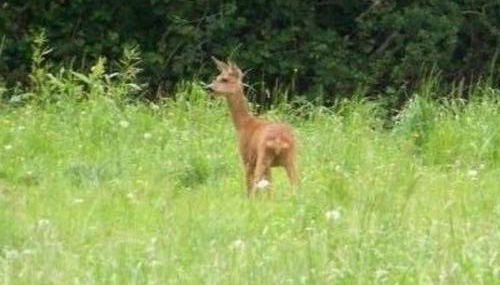 Maison rénovée en pleine campagne avec terrain, terrasse et équipements familiaux - FR-1-426-157 - Foto 4