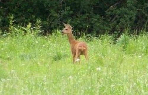Maison rénovée en pleine campagne avec terrain, terrasse et équipements familiaux - FR-1-426-157 - Foto 4