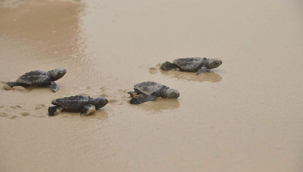 Tour del nord-est di Boa Vista + Spiaggia di Ervatão - Foto 2