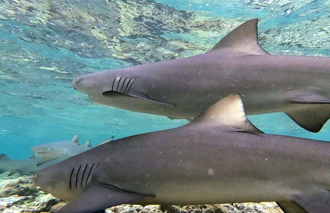 Tour en jeep por la isla de Sal - Foto 6