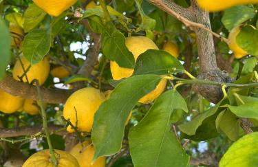 Capri Joy Apartments - Foto 2