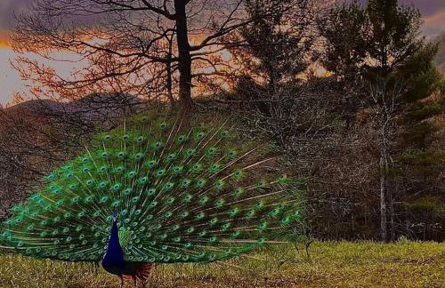 1878 Victorian Farm House near Asheville - Foto 7