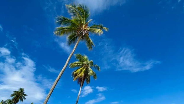 Palmeras junto a la playa