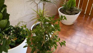 Pombal Suite - Foto 3