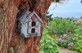 Little Blue - Photo 14