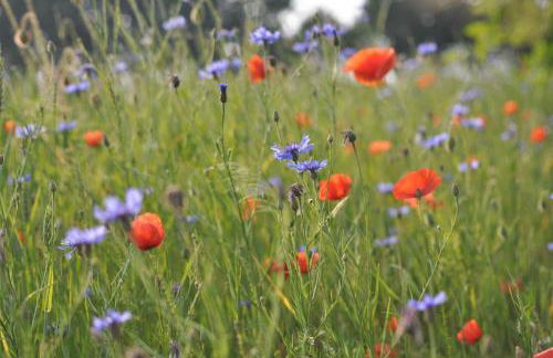 Kulturfreizeiten Ferienwohnungen - Photo 27