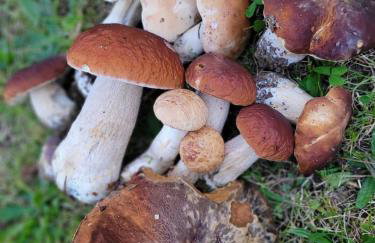 Osada Skoczkowo komfortowe domki z prywatnymi wannami hot-tub nad jeziorem- sauna- balia- prywatny staw wędkarski - Foto 58