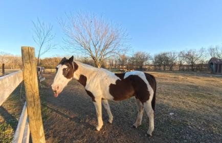 Pet Friendly, New Cabin in Charming Calera - Foto 12