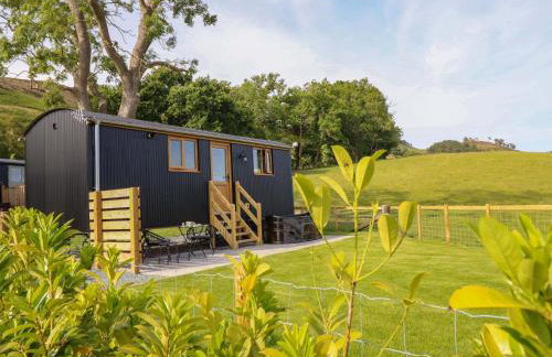 Defaid Cymreig - Foto 1