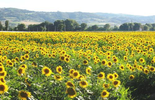 Villa Colle di Rocco - Photo 17