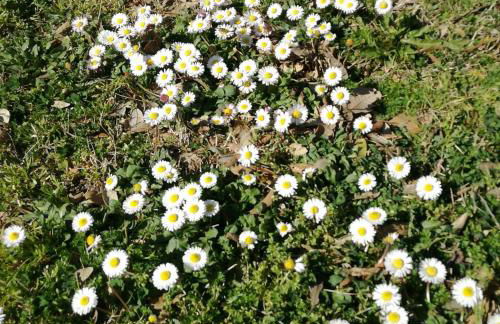 Agriturismo cavallin del papa - Foto 27