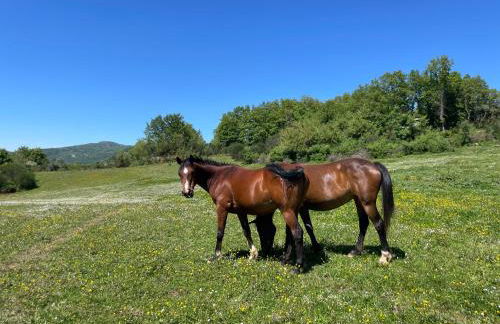 Podere Casagrande - Foto 16