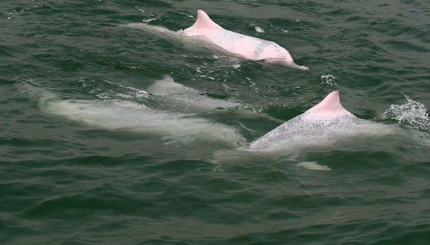 Pink Dolphin Watching in Hong Kong - Foto 2