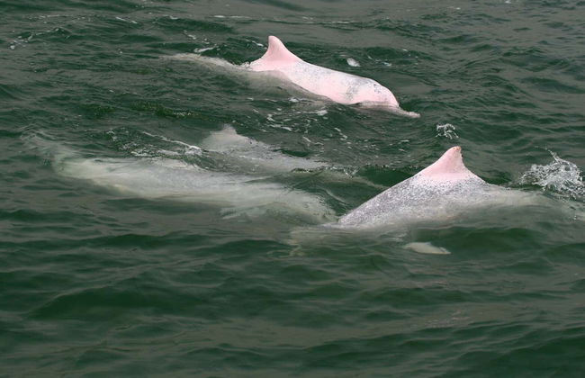 Pink Dolphin Watching in Hong Kong - Foto 2