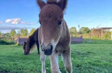 Wohnen im ehemaligen Kuhstall Stiehler Farm - Foto 36