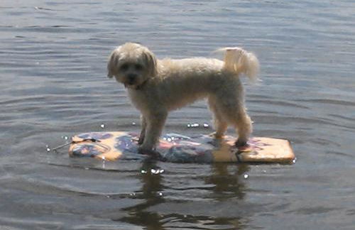 Ferienwohnung Auszeit - Foto 17