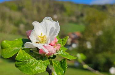 Ferienwohnung "Kräuterhof" - Foto 36