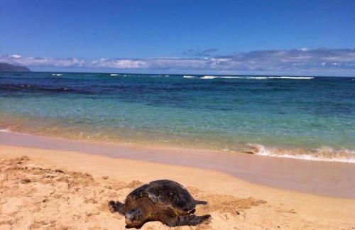 Northshore Oceanfront Home- 5 bedroom and 4 bath - Foto 24