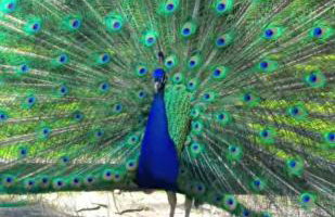 Finca SOTOMAR-casa rural Simancas - Foto 14