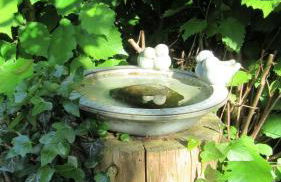 Familiennest Vogelwuid - Photo 27