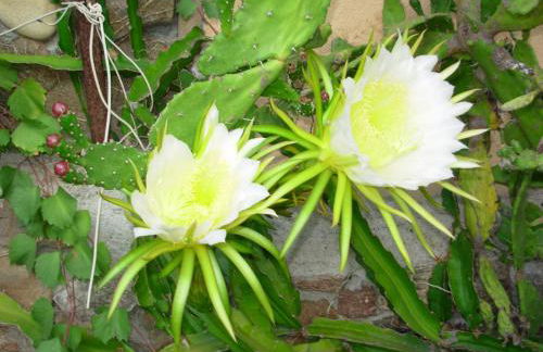 Residence L'Ulivo - Foto 45