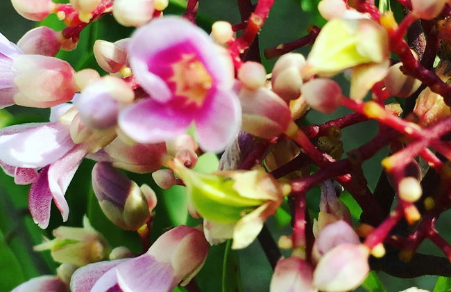 Silence Garden - Foto 39