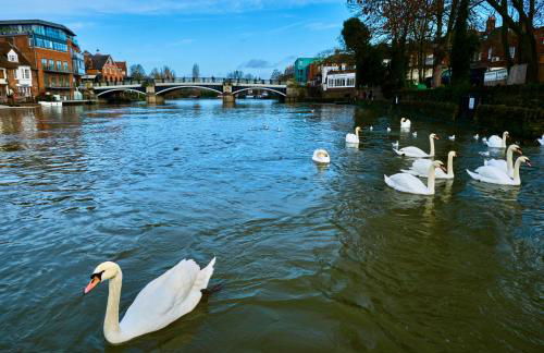 Queen Annes court luxury apartment on high street - Photo 16