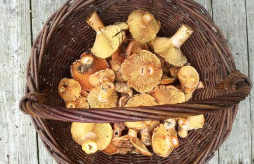 tuŻur domki nad potokiem - Foto 21