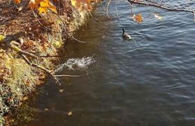 Magnifique Apt à deux pas du lac et près du centre - Foto 38