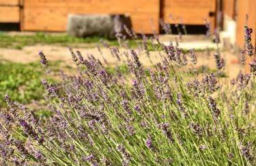 Apartment Gabriela - Foto 40