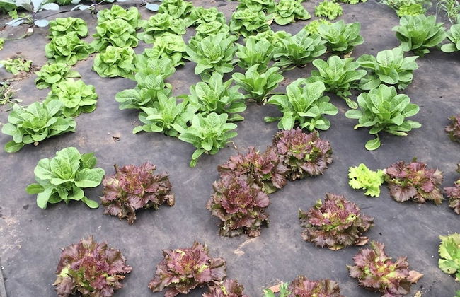 Agriturismo La Betulla - Foto 53