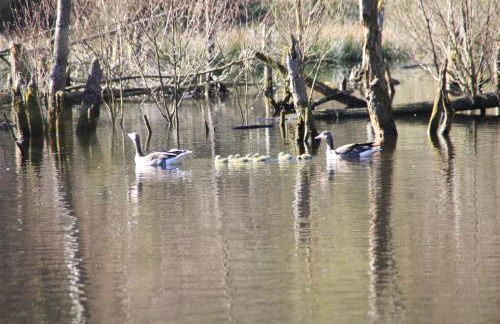Landhaus am See mit Strandkorb in Scharbeutz - Foto 20