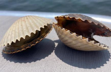 Coastal Cottage in Port Richey, Pet-Friendly Getaway Near Beaches, Parks, and Tampa - Foto 6