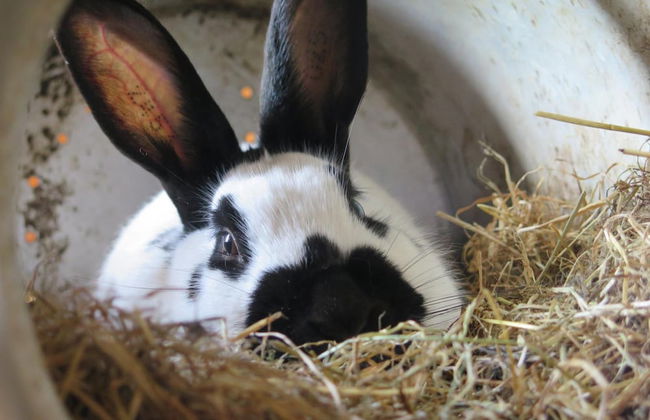 Nymarksminde Apartments & Farmpark - Foto 27