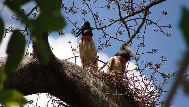 Observación de aves en Gran Mojos