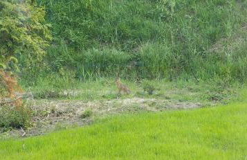 Ferienhaus Landliebe - Foto 17