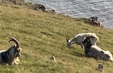 Ocean Drive Deluxe Apartment with complimentary Day Time Beach hut - Foto 48