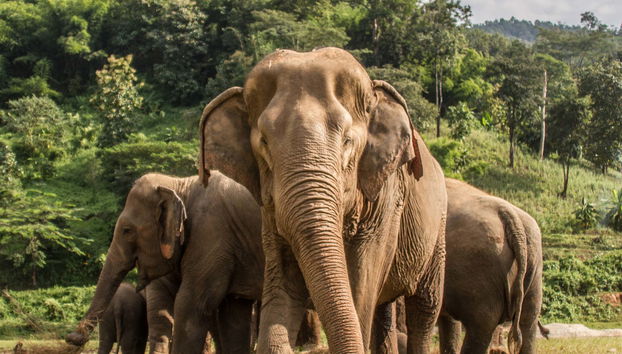 Elephant Sanctuary Trip - Foto 5