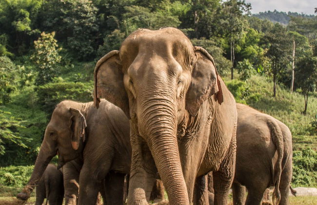 Visita ao santuário de elefantes - Foto 1