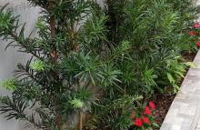 Casa bem te vi - Foto 62