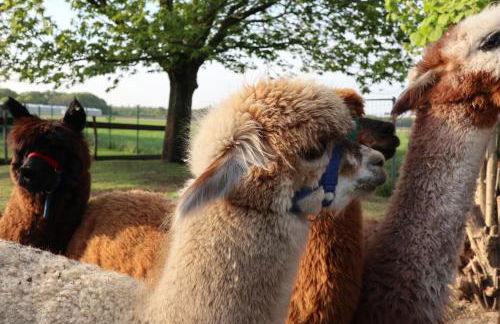 galerie 65 - Foto 12