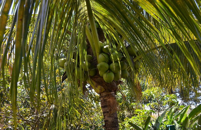 Apartments with Balcony in the Villa, Pool - Foto 18