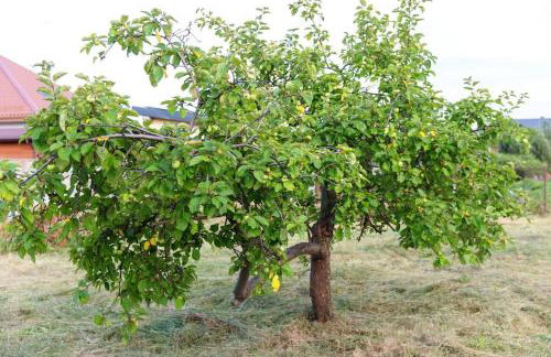 Free Bikes, WiFi, AC, Garden, 2 Beds - Foto 35