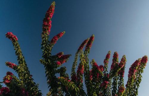 Acacia - Explore your senses - Foto 16